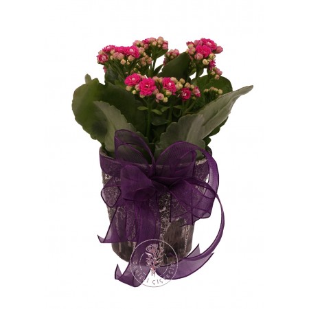 Saksıda Mor Kalanşo (Kalanchoe)